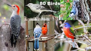 Identify Your Backyard Birds [upl. by Ijuy]