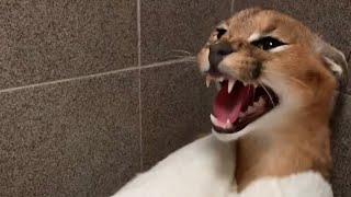 Roo the Caracal gets a bath  extended version [upl. by Milewski719]