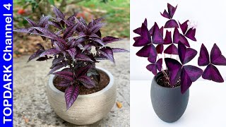 12 Plantas Que Tienen Hojas Moradas [upl. by Ecinrev]