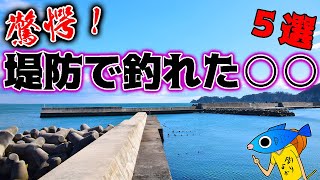 堤防釣りでこんなのが釣れるの！？ [upl. by Franzen]