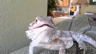 Bearded Dragon hissing [upl. by Accever]