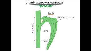 Morfología de gramineas Poaceae [upl. by Owena52]