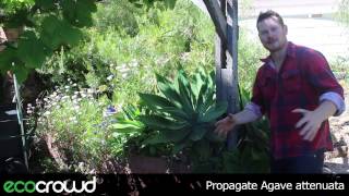 How to Propagate Agave attenuata [upl. by Haerle]