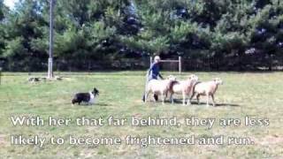 Scarlett the Sheltie Herding Sheep [upl. by Shaefer]