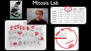 AP Biology Lab 3 Mitosis and Meiosis [upl. by Enomahs]