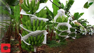 CERDAS TERNYATA BEGINI CARA BERKEBUN PISANG SECARA MODERN [upl. by Cirdek]