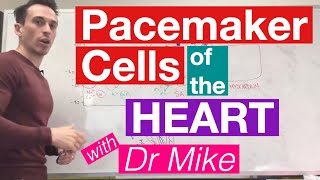 Pacemaker Cells of the Heart  Cardiology [upl. by Esme]