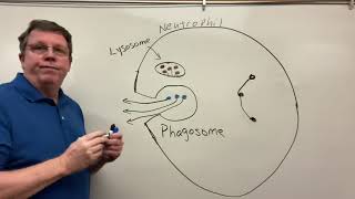 Phagocytosis Neutrophils amp Macrophages [upl. by Attaymik]