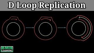 Mitochondrial DNA And D Loop Replication [upl. by Oretos]