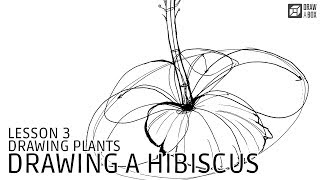 Drawabox Lesson 3 Drawing Plants Drawing a Hibiscus Flower [upl. by Assylem388]