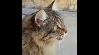 Cats Chirping and Chattering  CAT COMPILATION [upl. by Atineg]