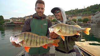 A Pesca dei PERSICI GIGANTI del lago dOrta  Monster Perch Secrets [upl. by Llireva]