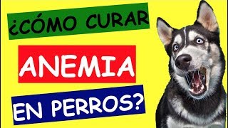 ANEMIA EN PERROS TRATAMIENTO [upl. by Ynohtona]