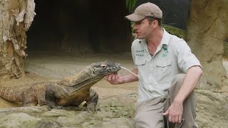 Komodo Dragon Keeper Talk at Taronga Zoo Sydney [upl. by Yesdnik]