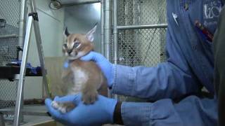 Caracal kittens at five weeks Growing fast [upl. by Evans]