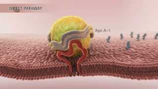 Physiology of Lipoproteins Cholesterol [upl. by Ginsburg883]