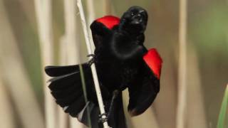 Redwinged Blackbird [upl. by Marijane]