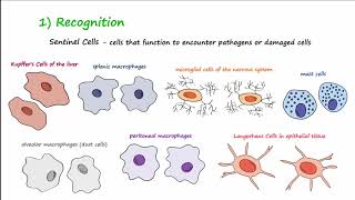 The Inflammatory Response [upl. by Sylirama724]