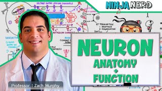 Neurology  Neuron Anatomy amp Function [upl. by Euqinwahs]