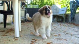 Un saintbernard de 3 mois [upl. by Iclehc]