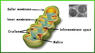 Mitochondria the cells powerhouse [upl. by Teece]