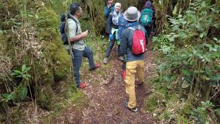 Gunung Brinchang Barat Cameron Highlands [upl. by Ettelliw]