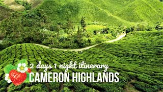 Cameron Highlands Malaysia  5 Things To Do in 2 Days and 1 Night [upl. by Notnel210]