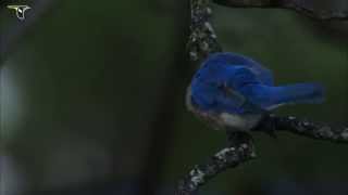 Male Eastern Bluebird preening [upl. by Giarc]