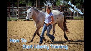 How To Start Liberty Training With Your Horse Basic Exercises Part 1 [upl. by Kemp]