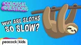 Why Are Sloths So Slow  COLOSSAL QUESTIONS [upl. by Llenel]