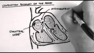 Conduction Pathway of the Heart [upl. by Tannen]