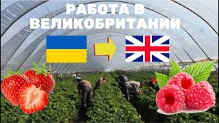 СБОР КЛУБНИКИ МАЛИНЫ В ВЕЛИКОБРИТАНИИ UK РАБОТА В АНГЛИИ [upl. by Magena]