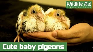 Baby pigeons rescued from sure death [upl. by Lusa]