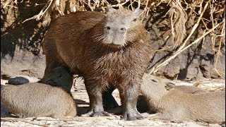 All About Capybaras [upl. by Ylra]