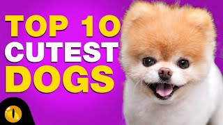 TOP 10 CUTEST DOG BREEDS [upl. by Nihahs]