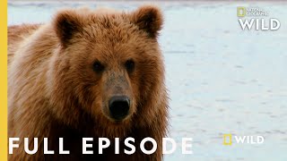 Grizzly Battleground Full Episode  Alaskas Grizzly Gauntlet [upl. by Nyltac]