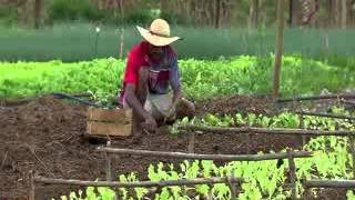 Caminhos da Reportagem  Agricultura familiar [upl. by Burnight633]