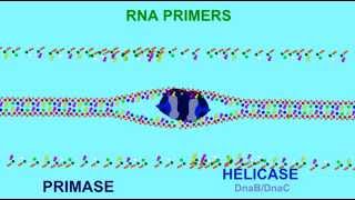 DNA REPLICATION RNA PRIMERS [upl. by Lustig540]