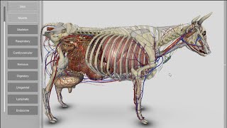 3D Bovine Anatomy v200a [upl. by Giavani]