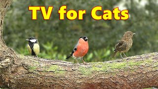 Colorful Birds in The Trees  Mesmerizing Cat TV [upl. by Eolc]