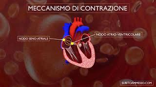 Sistema di conduzione del cuore [upl. by Chane]