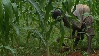 Maize Weed Management [upl. by Ivan195]