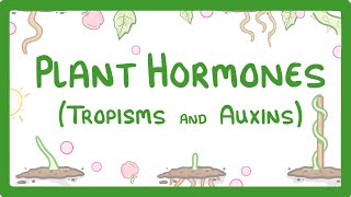 Plant Hormones  Tropisms amp Auxins 52 [upl. by Intosh]