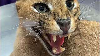 Roo the Caracal goes to the vet  angry caracal hisses at vet staff [upl. by Esiuole452]