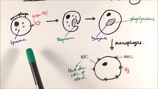 AS Biology  Phagocytosis OCR A Chapter 125 [upl. by Tennos]