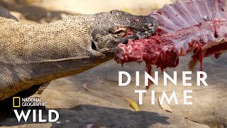 Feeding a Komodo Dragon  Secrets of the Zoo Down Under [upl. by Seiden481]