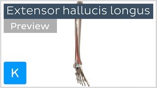 Functions of the extensor hallucis longus muscle preview  3D Human Anatomy  Kenhub [upl. by Frederik]