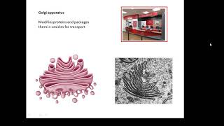 BTEC Applied Science Unit 1 Biology Cells [upl. by Oznole466]