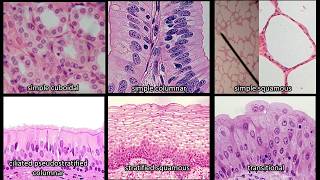 Identifying Epithelium  Review and Practice Questions [upl. by Aserahs]