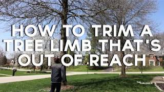 How to cut tree limbs that are too high to reach [upl. by Macgregor]